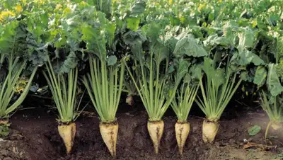 agroexpert.md, фото - Новости Zakon.kz от 15.03.2019 23:02