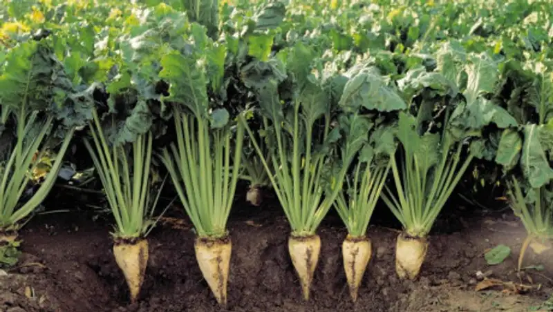 Фермеры Алматинской области на грани банкротства