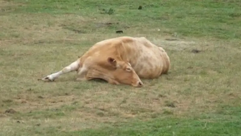 Исследования подтвердили незаразную причину падежа скота в Костанайской области