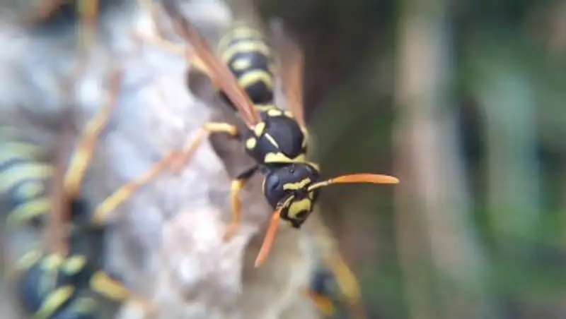 Павлодарда араларды ұясымен тасымалдаған жүк көлігі аударылып, бірнеше жүргізуші жарақаттанды