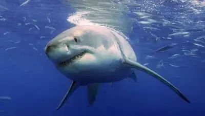 Zakon.kz, фото - Новости Zakon.kz от 13.01.2017 23:27