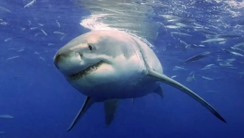 Найдена новая причина вымирания гигантских акул-убийц