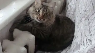 СуперОмск, фото - Новости Zakon.kz от 15.10.2018 18:33