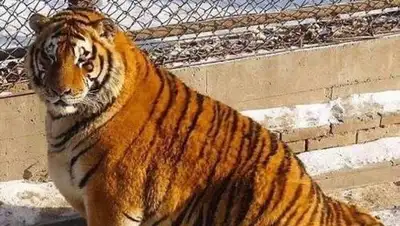 Zakon.kz, фото - Новости Zakon.kz от 08.02.2017 17:16