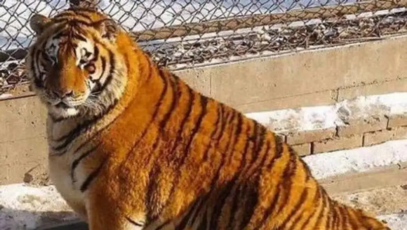 Лишний вес превратил амурских тигров в жирных домашних котов