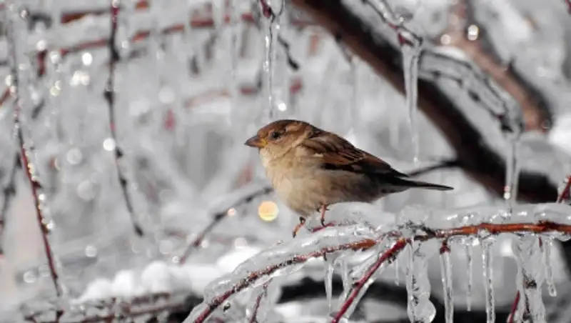 18 марта в Казахстане сохраняется неустойчивая погода