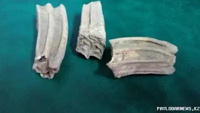 Zakon.kz, фото - Новости Zakon.kz от 28.03.2016 17:50