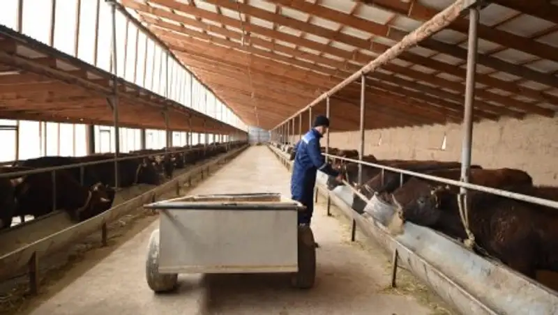 В Сайрамском районе ЮКО в прошлом году открыли 103 малых откормочных площадок