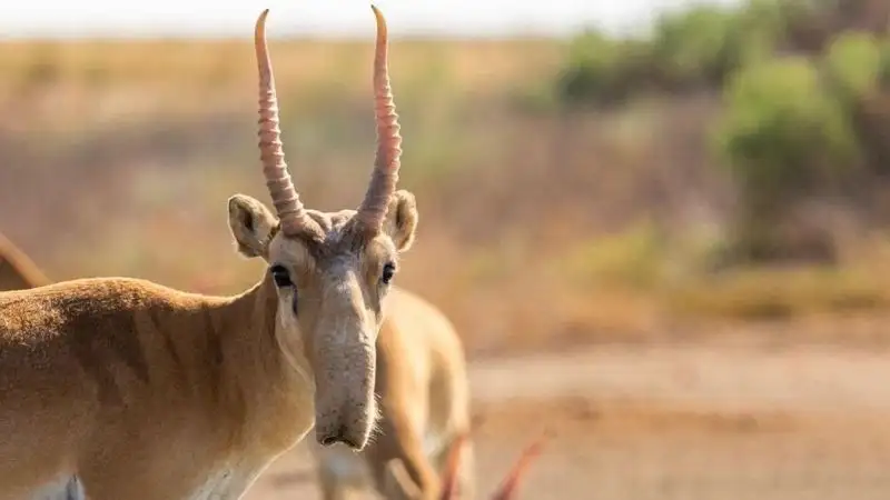 20 сайгаков застряли в ледяной реке на западе Казахстана