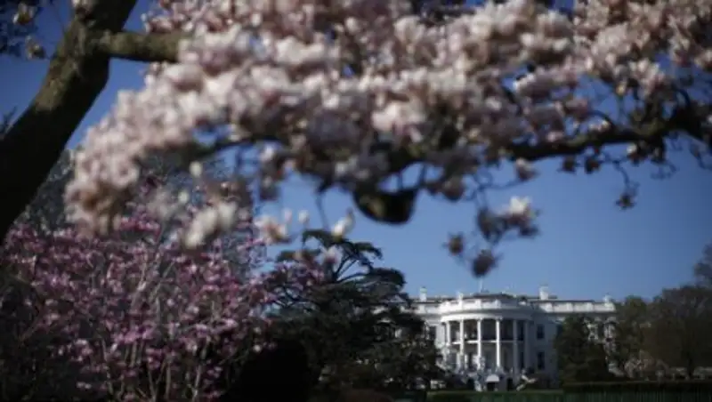 Первая леди США потребовала спилить самое старое дерево перед Белым домом