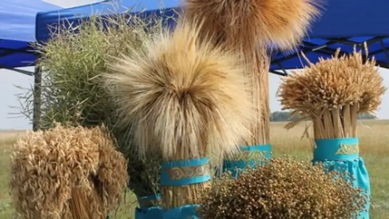 В Костанайской области пересмотрят размеры субсидий на выращивание сельхозкультур