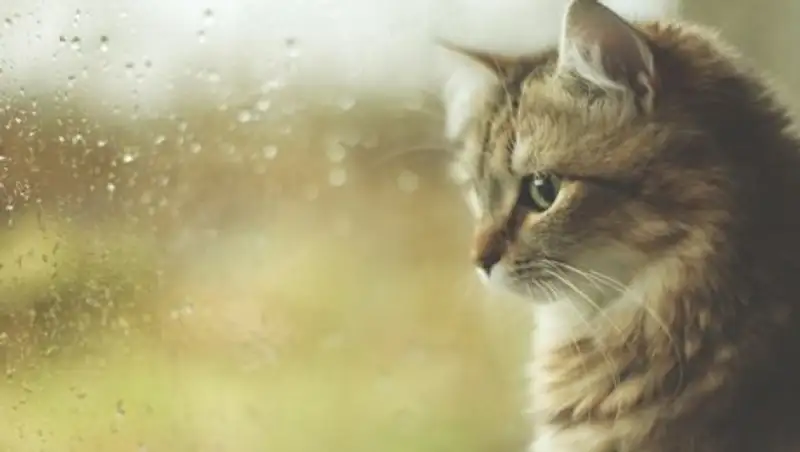 Дожди и грозы ожидаются на территории Казахстана в субботу