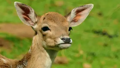 pxhere.com, фото - Новости Zakon.kz от 26.03.2019 17:52