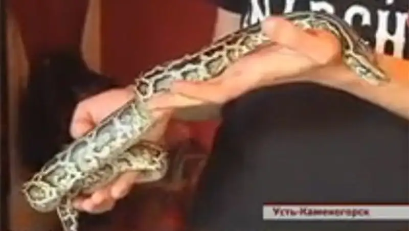 Бухгалтер из Усть-Каменогорска завел дома тигровых питонов и нильского крокодила
