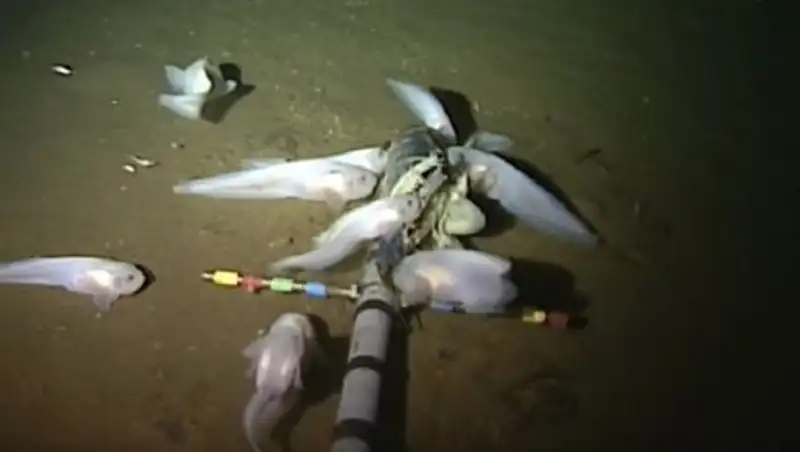 Самую глубоководную в мире рыбу показали на видео