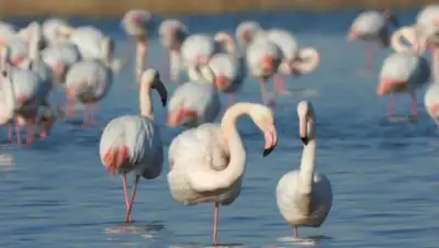 lada.kz, фото - Новости Zakon.kz от 21.02.2020 11:11