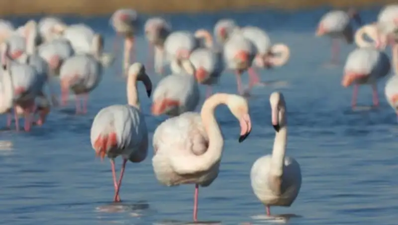 Стаю фламинго сняли с высоты птичьего полета в Актау