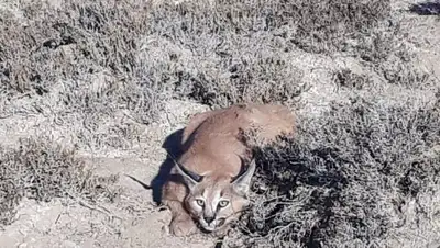 хищная кошка, фото - Новости Zakon.kz от 13.12.2021 09:13