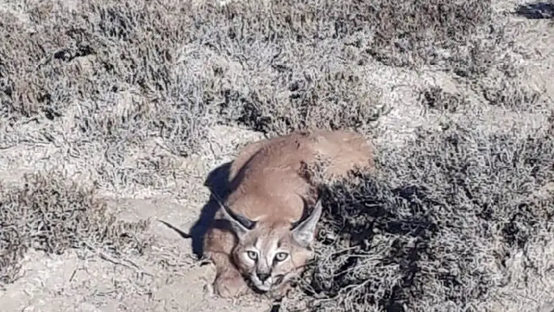 Хищных кошек сфотографировали в Мангистауской области