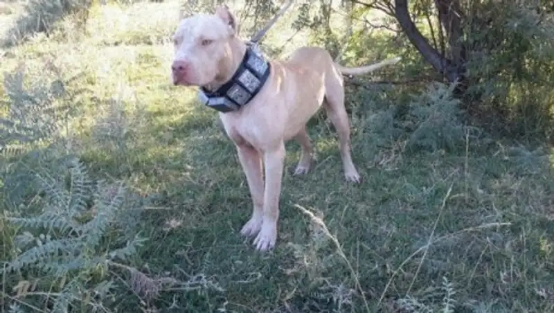 Шокирующее фото жестокой расправы над собакой появилось в сети