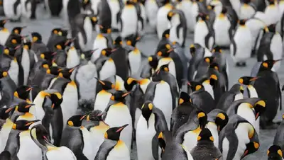 чили, пляж, пингвины, мертвые, обнаружение, фото - Новости Zakon.kz от 05.03.2022 12:14