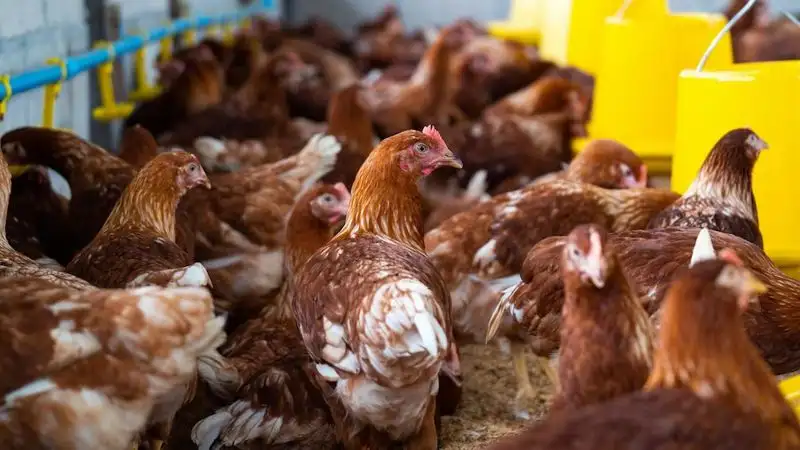 В Китае посадили в тюрьму человека, который до смерти напугал кур