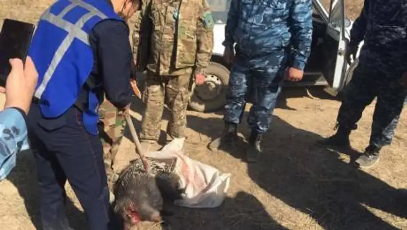 Индийского дикобраза убили в Жамбылской области