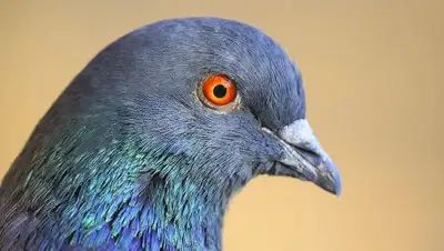 gazeta.ru, фото - Новости Zakon.kz от 19.01.2019 23:43