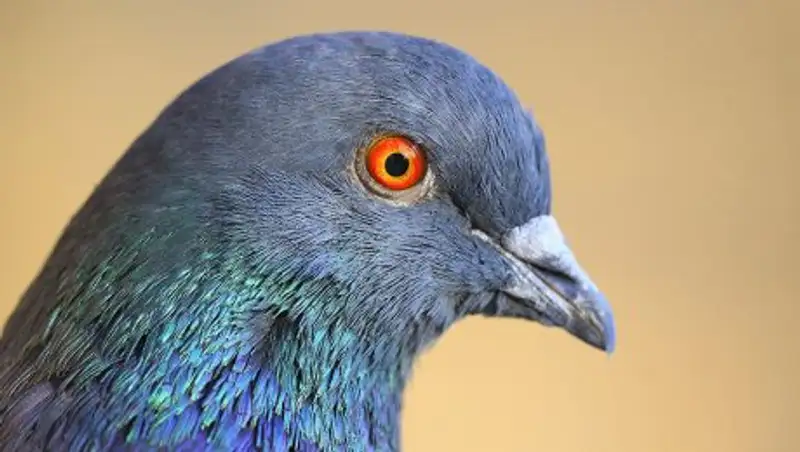 Голубь танцевал под музыку в Австралии