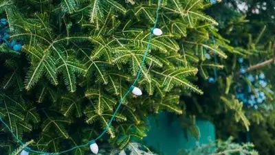 Фото с сайта hronika.info, фото - Новости Zakon.kz от 04.01.2018 15:16