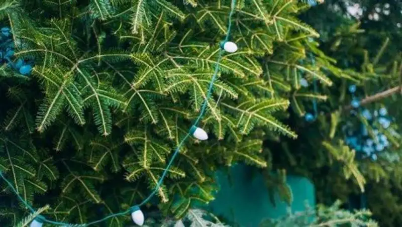 Глава ЖКХ Темиртау извинился перед населением за некрасивые елки