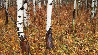 Zakon.kz, фото - Новости Zakon.kz от 12.11.2017 15:54