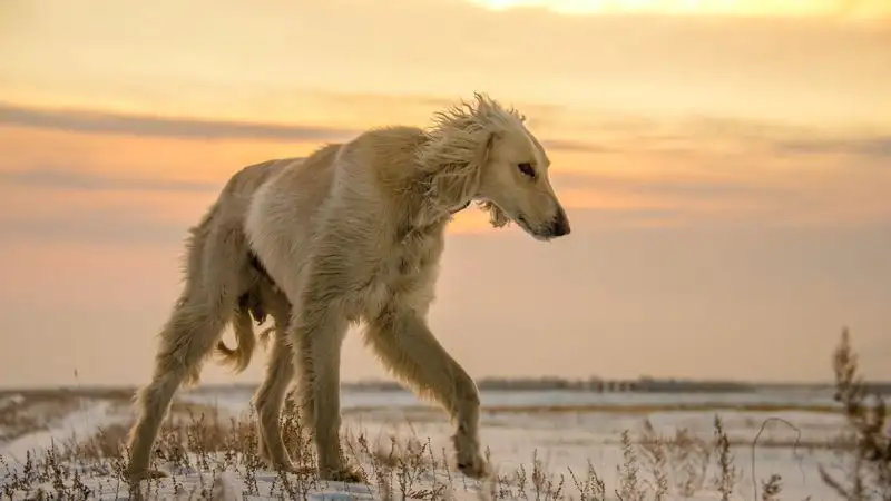 Токаев подписал правки в закон по сохранению казахских пород собак