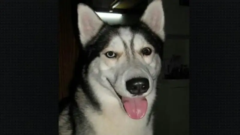 Убившего хаски жителя Балхаша признали невменяемым