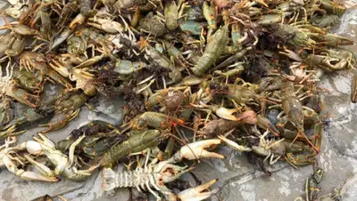 Лада, фото - Новости Zakon.kz от 11.03.2019 16:16