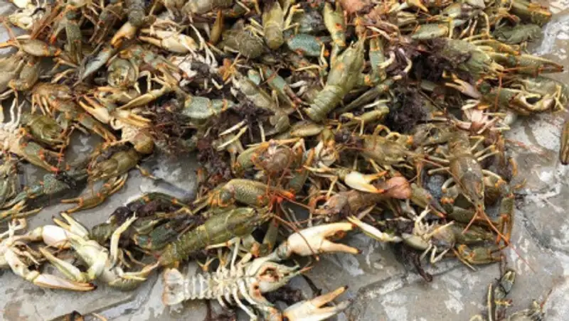 Стала известна причина массового выброса раков на берег Каспия