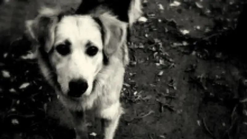 Житель Усть-Каменогорска повесил собаку во дворе частного дома