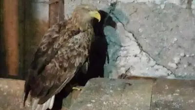 kstnews, фото - Новости Zakon.kz от 13.12.2020 09:58