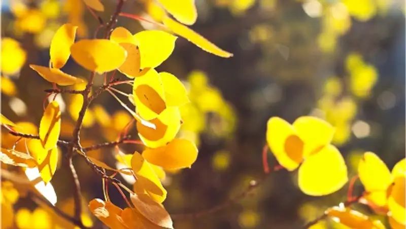 27 октября на большей части Казахстана ожидается погода без осадков