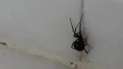 lada.kz, фото - Новости Zakon.kz от 12.04.2018 13:05