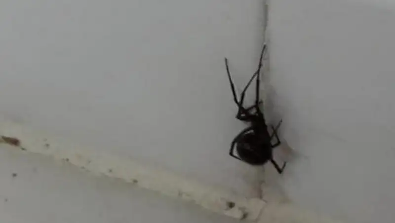 Каракурт забрался в квартиру женщины в Актау