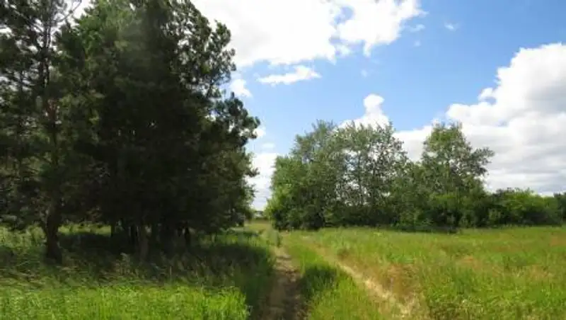 Запретить посещение лесов в жару планируют на севере Казахстана