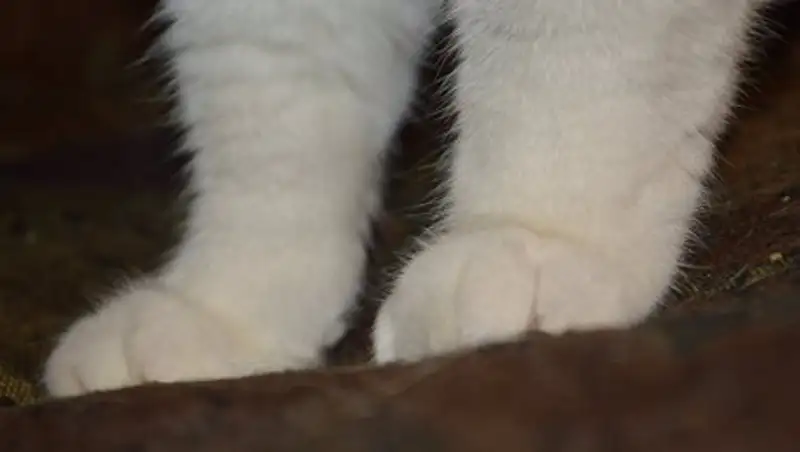 Полиция установила место жительства подростка, мучившего котенка за "лайки"