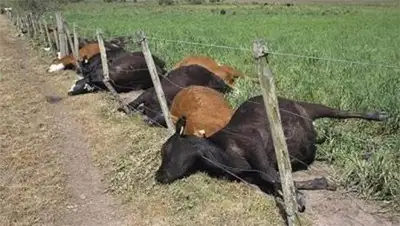 Zakon.kz, фото - Новости Zakon.kz от 11.06.2014 19:37