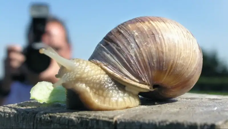Гигантская африканская улитка победила в чемпионате по бегу в Нижнем Новгороде