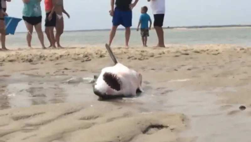 Американские пляжники спасли жизнь большой белой акулы
