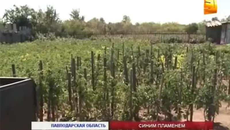 Павлодарские дачники опасаются, что в садоводческих хозяйствах орудуют поджигатели 