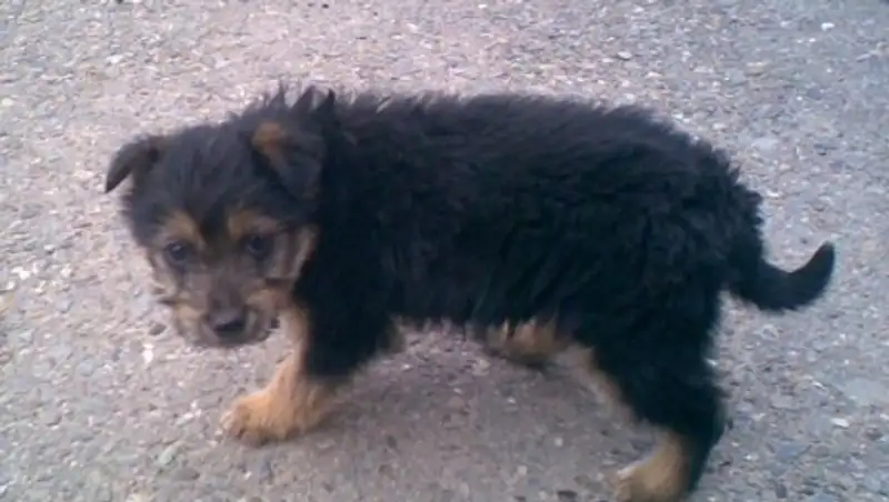 Щенок стал причиной ДТП с кортежем госсекретаря США в Индии