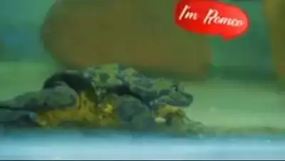 скриншот, фото - Новости Zakon.kz от 11.02.2018 13:18