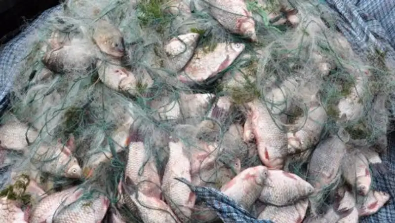 В Урало-Каспийском бассейне у браконьеров изъяли 11 тонн рыбы